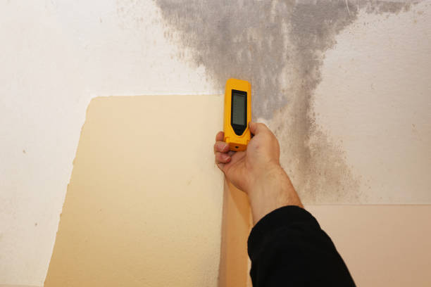 Mold Odor Removal Services in Salem, MA
