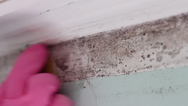 Best Comprehensive Air Testing for Mold Contaminants  in Salem, MA